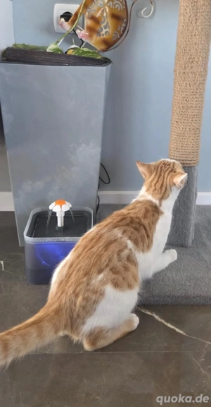 Petko ein liebevoller Kater Bild 5