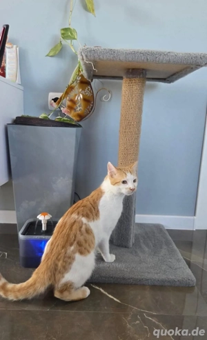 Petko ein liebevoller Kater Bild 4