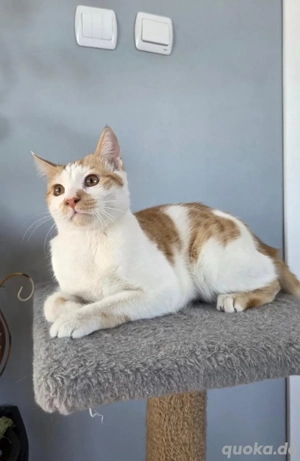 Petko ein liebevoller Kater Bild 3