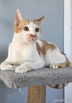 Petko ein liebevoller Kater Bild 2