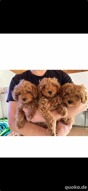 Zwergpudel welpen