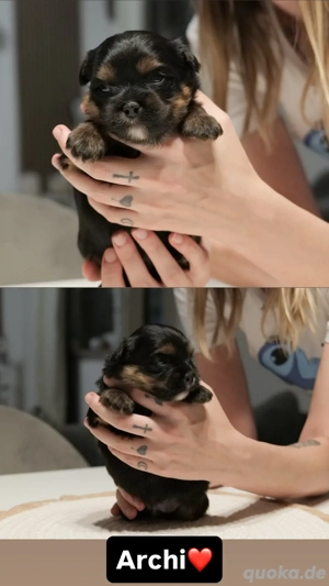 Shitzu Zwergspitz Welpen