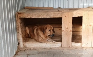 Sanftmütiger Snape sucht sein Zuhause