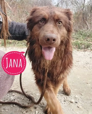 Yana, wunderschöne, schokobaraune Mischlingshündin