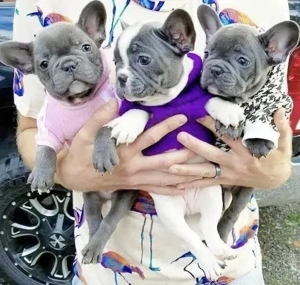 Französische Bulldoggen Welpen  Bild 3