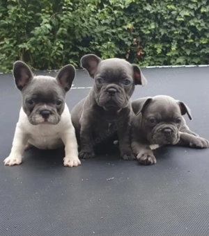 Zuckersüße Französische Bulldoggen Welpen mit Ahnentafel