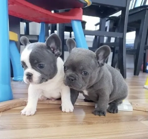 Französische Bulldoggen Welpen 