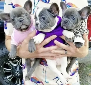 Französische Bulldoggen Welpen 