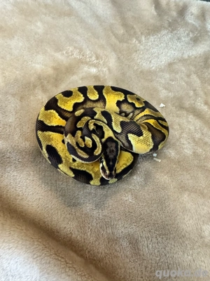 Pastel het. Clown 0,1