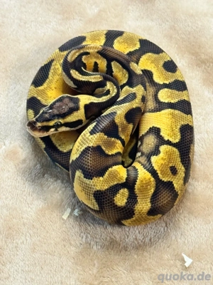 Pastel het. Clown 0,1