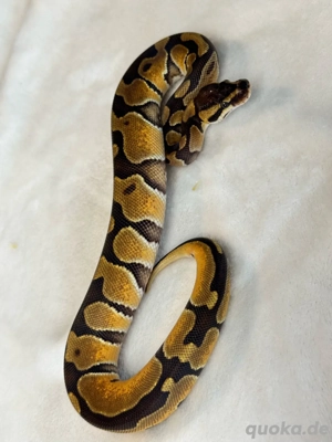 Blade het. Clown 0,1