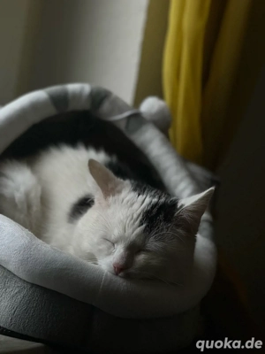 sehr liebevoll und Verschmuster Kater  