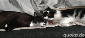 2 Kater in liebevolle händen abzugeben