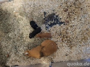 Cuy Nachwuchs Böcke 