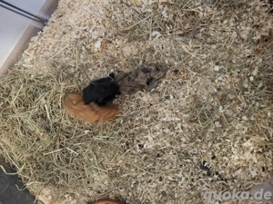 Cuy Nachwuchs Böcke  Bild 2