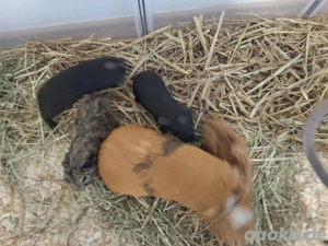 Cuy Nachwuchs Böcke  Bild 4