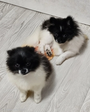 Pomeranian   Zwergspitz black&tan