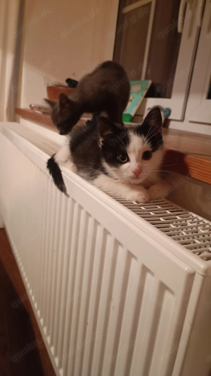 Kitten in liebevolle Hände abzugeben 