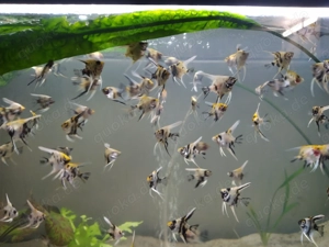 Junge dreifarbige Skalare 