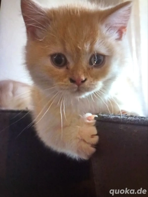 BKH Männliche Rote kitten