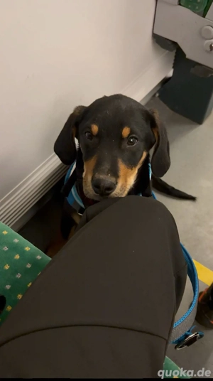 Schäferhund-mix welpe 