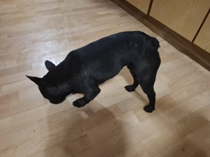 Französiche bulldogge 