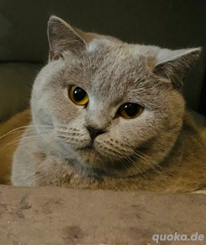 BKH Katze lilac Bild 2