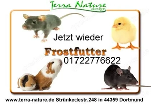 Frostfutter für Reptilien Babymäuse   -Mäuse   -Ratten klein mittel Groß u. XXXL 500gr.+   -Hasen 