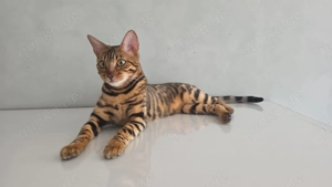 Bildhübsche Begal sucht Traumfamilie