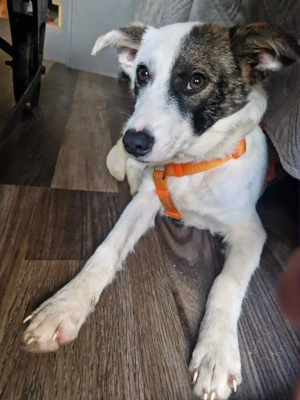 Aria (geb. 03 2025) auf Pflegestelle in 27374 Visselhövede