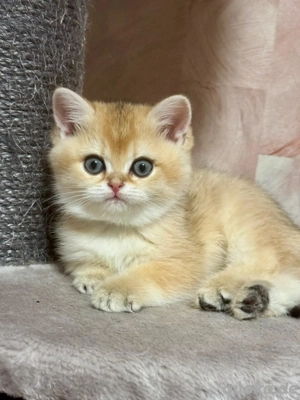 Reinrassige BKH Kitten mit Stammbaum 