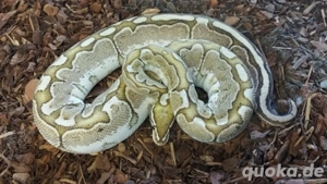 Königspython Pärchen