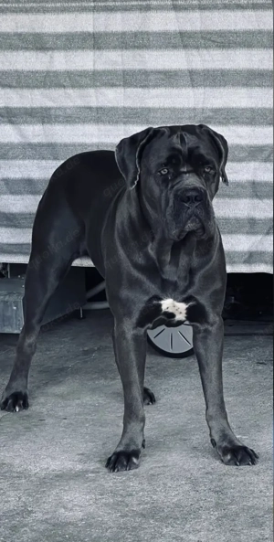 Wunderschöne Blue-Line-Welpen abzugeben 