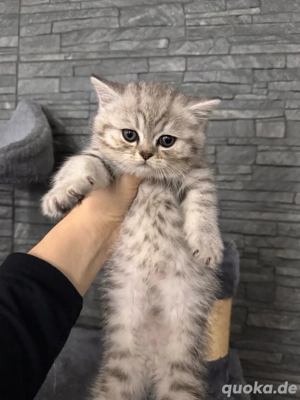 Brittisch kurzhaar katzen 