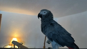 Paulchen sucht schweren Herzen ein liebevolles zuhause 