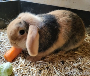 Liebes Zwergwidder Mädchen 