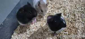 Hamsterbabys Hamsterkinder 