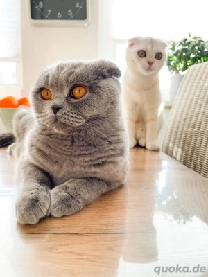 Britisch kurzhaar Katze und Kater 