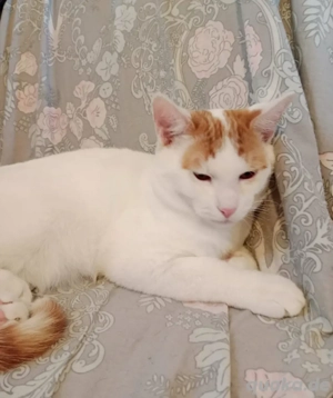 Liebes, ruhiges Kätzchen Sucht seine Familie