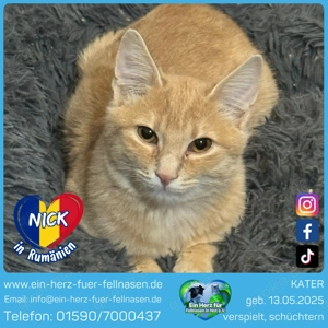 Katerchen Nick- ein sanfter kleiner Schatz sucht sein Für-Immer-Zuhause