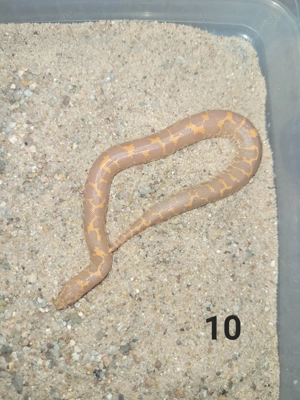 HAMM: 2.0 Kenianische Sandboa (Eryx colubrinus loveridgei) NZ 2025 Albino pos. het. Anery(Snow)