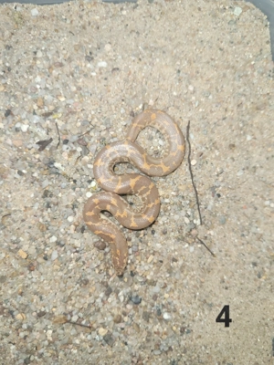1.0 Kenianische Sandboa (Eryx colubrinus loveridgei) NZ 2025 Albino pos. het. Anery(Snow)