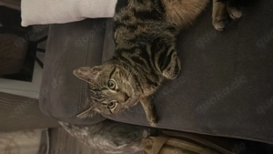 Süßer neugieriger Kater sucht ein zu Hause 