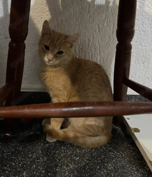 Katerchen Nick- ein sanfter kleiner Schatz sucht sein Für-Immer-Zuhause Bild 3