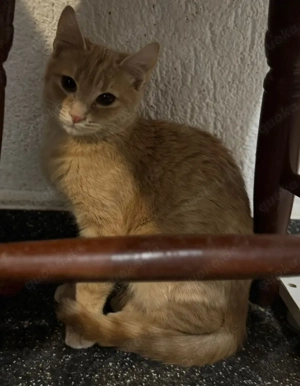 Katerchen Nick- ein sanfter kleiner Schatz sucht sein Für-Immer-Zuhause Bild 2