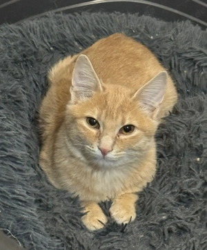 Katerchen Nick- ein sanfter kleiner Schatz sucht sein Für-Immer-Zuhause Bild 4