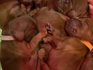 Irish Setter Welpen, VDH Zucht