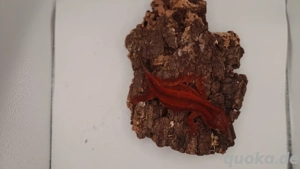   reserviert  Rhacodactylus Auriculatus   Bild 4