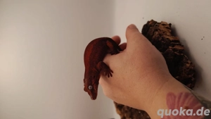   reserviert  Rhacodactylus Auriculatus   Bild 5