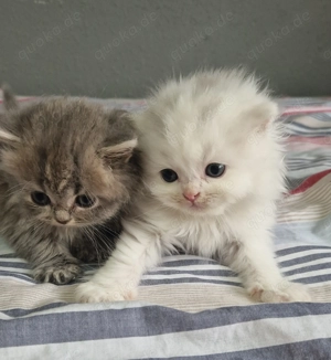 Perserkatzen 4